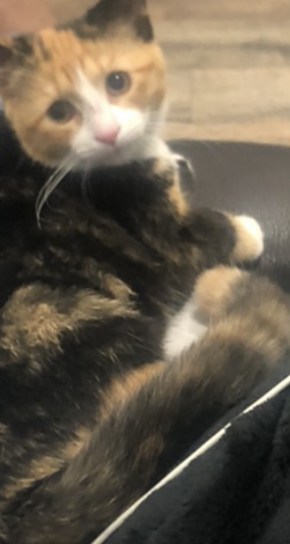 Image of Blossom, Lost Cat