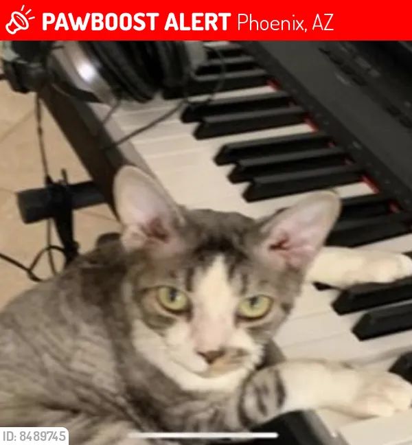 Image of Rexie, Lost Cat