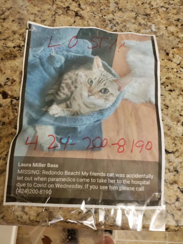 Image of Gary, Lost Cat
