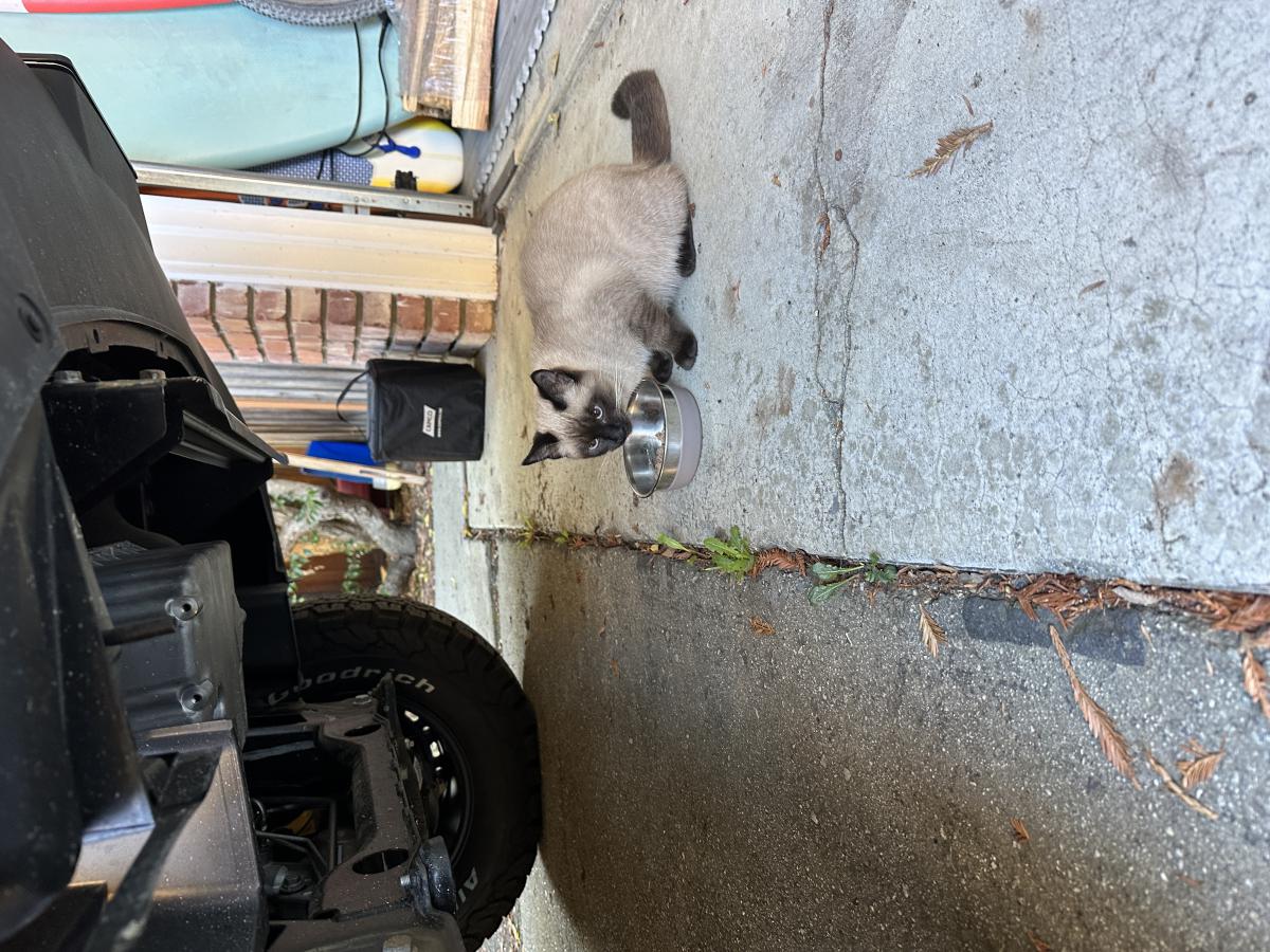 Image of Unknown Siamese, Found Cat