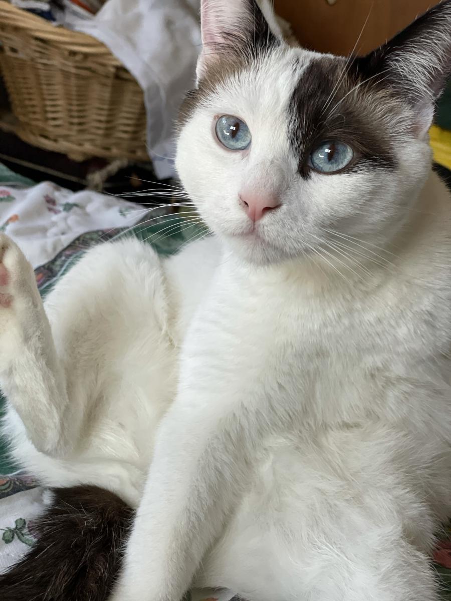 Lost Cat Snowshoe in LOS ANGELES, CA Lost My Kitty