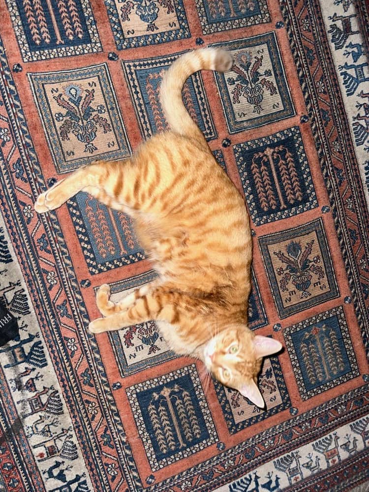 Image of Leo, Lost Cat