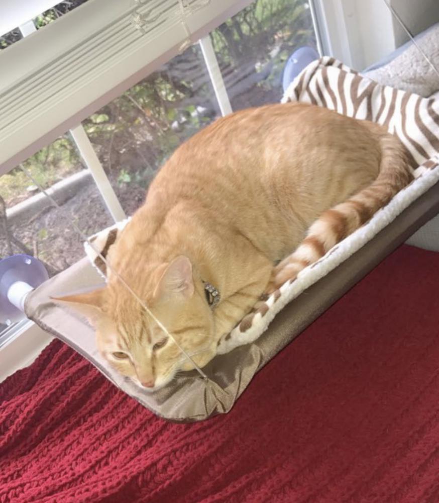 Lost Cat Unknown in ELK GROVE, CA Lost My Kitty