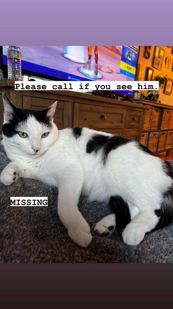 Image of Moo, Lost Cat