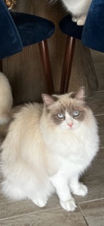 Image of Zunie, Lost Cat