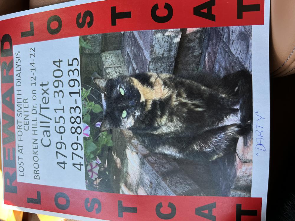 Image of Darty, Lost Cat