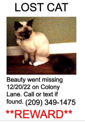 Image of beauty, Lost Cat