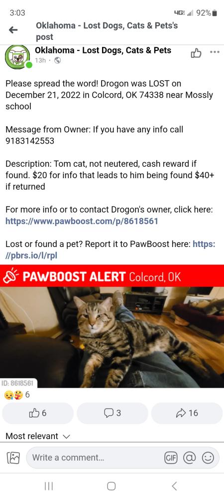 Image of Drogon, Lost Cat
