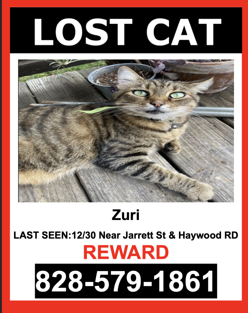 Lost Cat Mix in ASHEVILLE NC Lost My Kitty