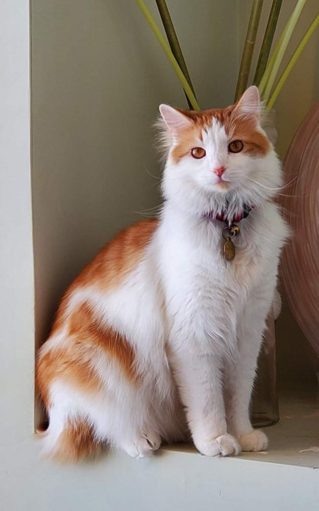 Image of Max (orange/white), Lost Cat