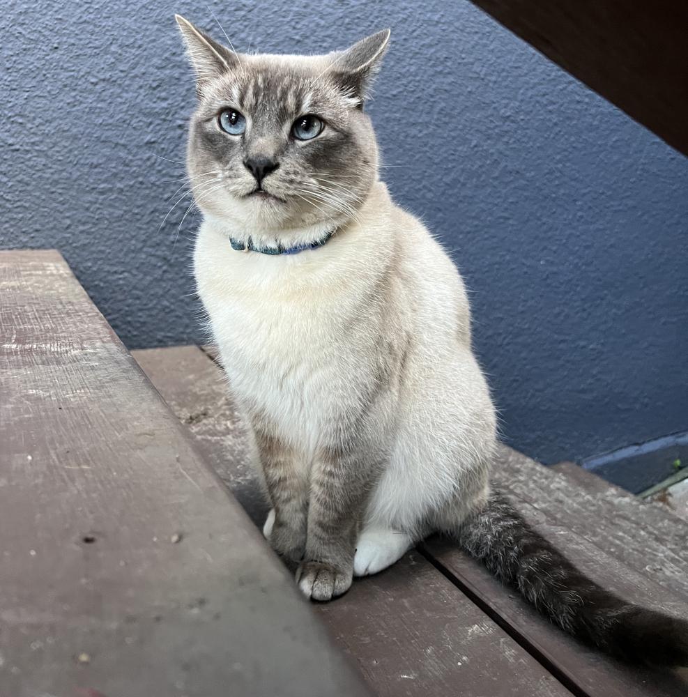 Lynx point domestic sales shorthair
