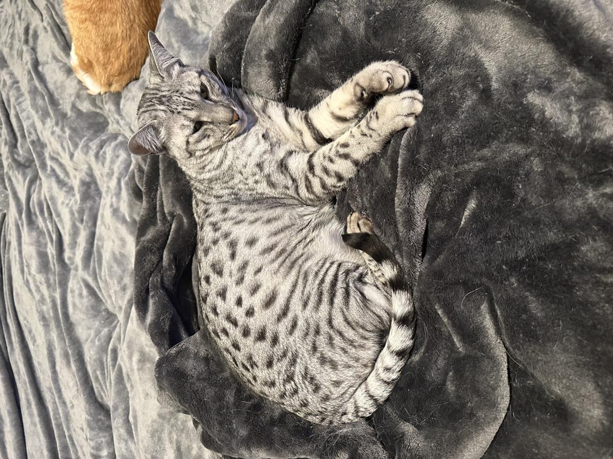 Lost Cat Savannah in SAN DIEGO, CA Lost My Kitty