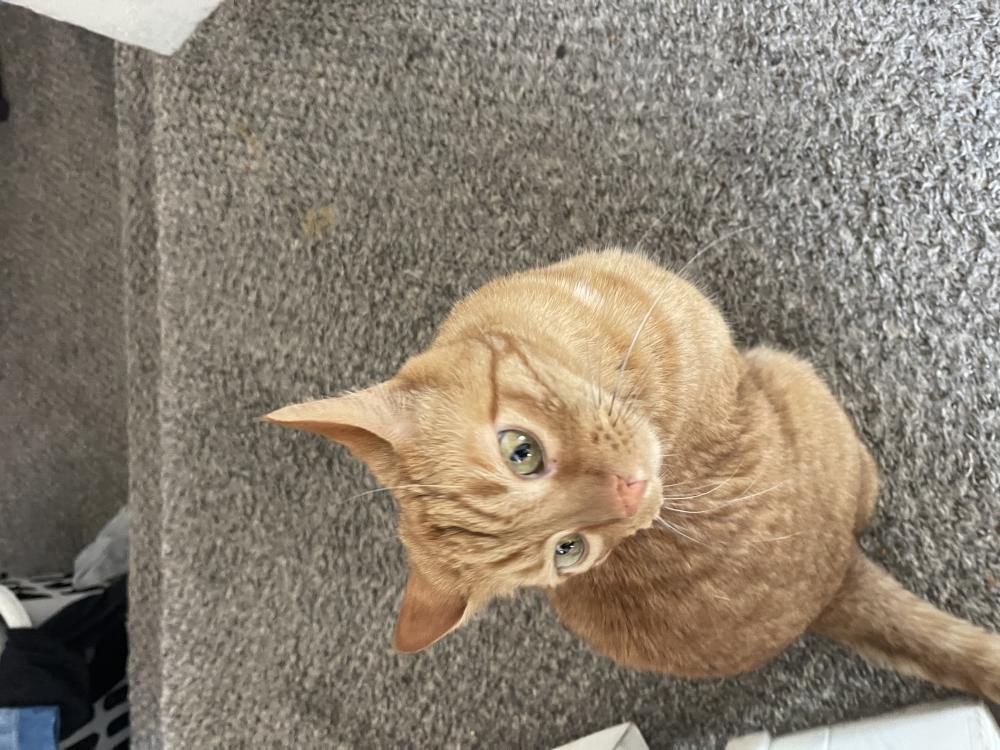 Image of Siracha, Lost Cat