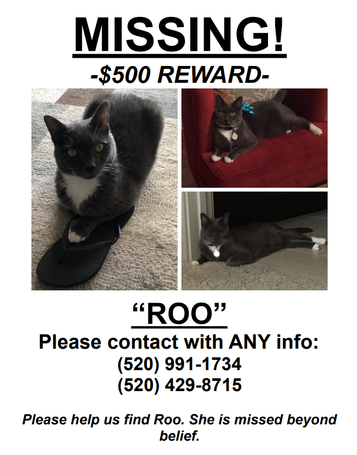 Image of Roo, Lost Cat