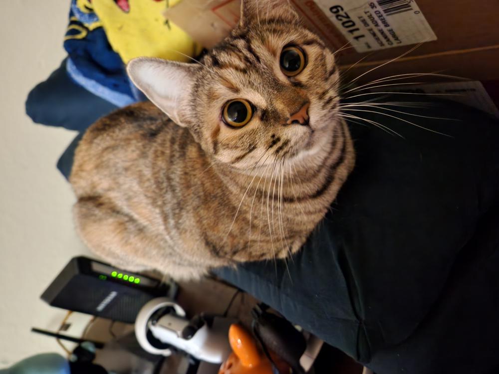 Image of Holo, Lost Cat