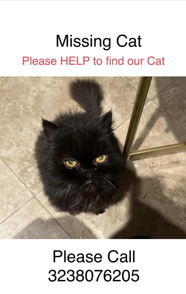 Image of Tosya, Lost Cat