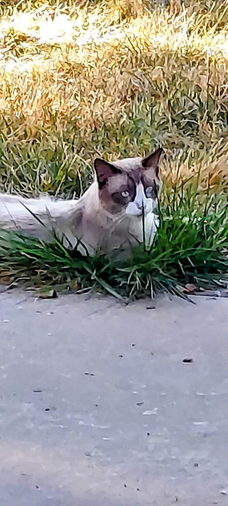 Image of Olaf, Lost Cat