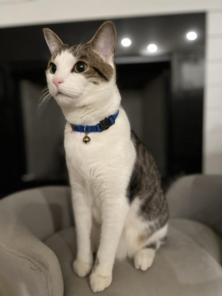 Image of Max, Lost Cat