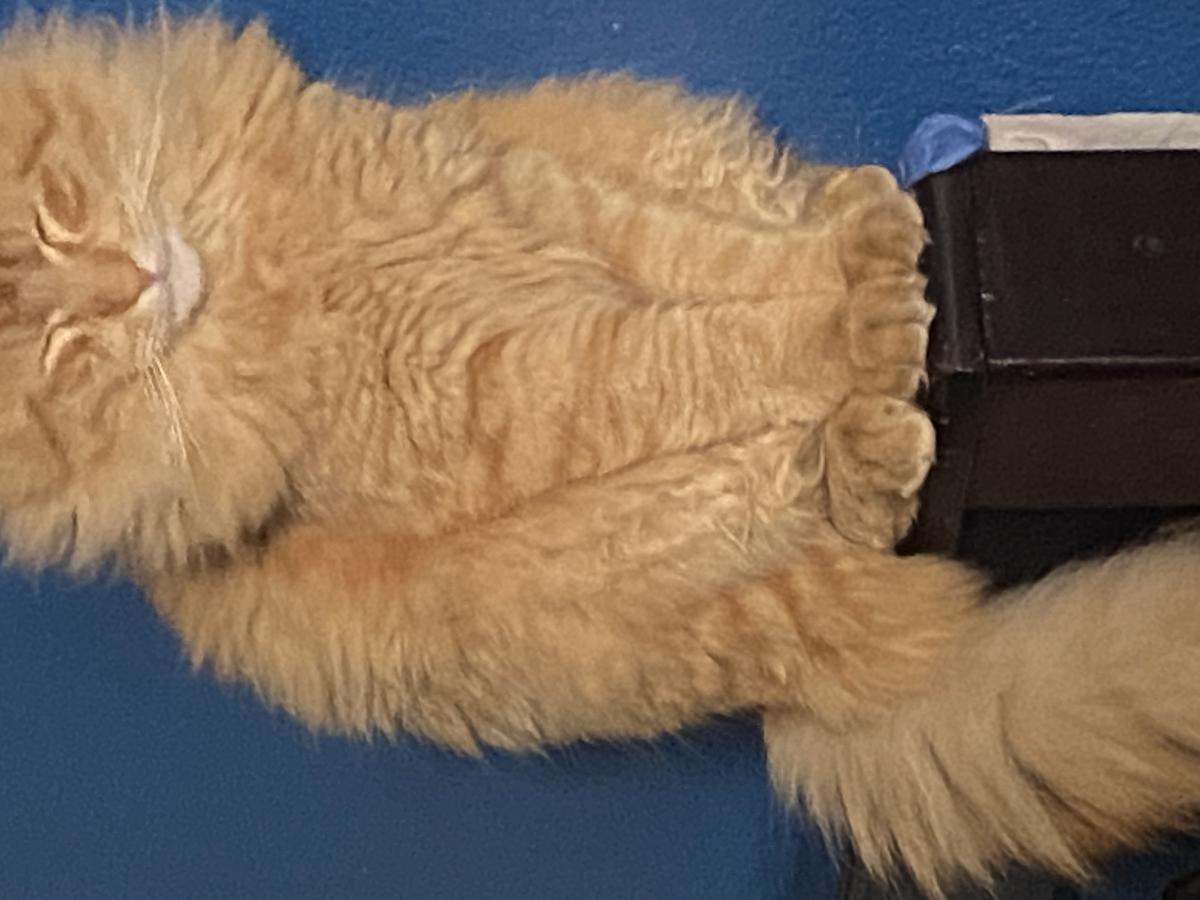 Lost Cat Domestic Medium Hair in LA PUENTE, CA - Lost My Kitty Lost Cat Domestic Medium Hair in LA PUENTE, CA - Lost My Kitty