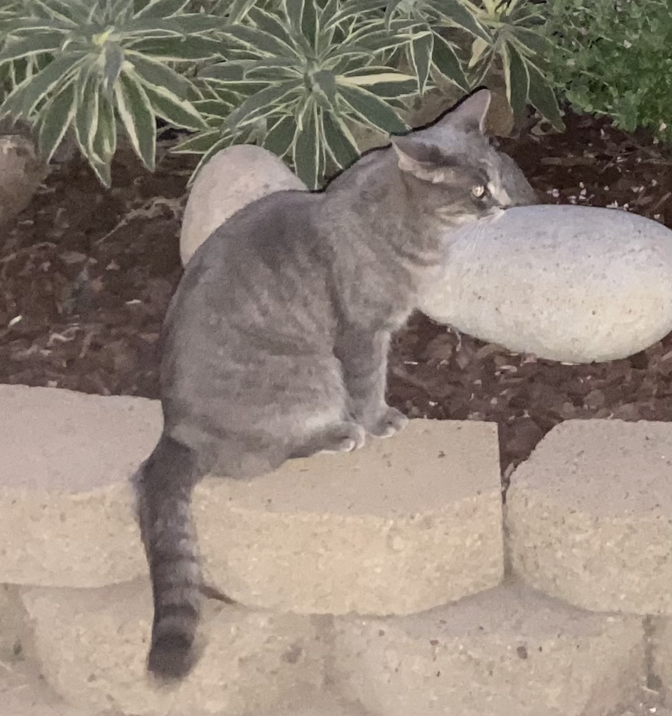 Lost Cat Domestic Short Hair in CITRUS HEIGHTS, CA Lost My Kitty