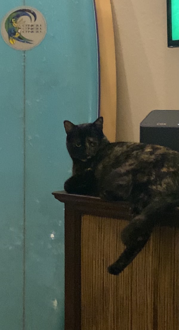 Image of Id# 8848508 (scar), Lost Cat
