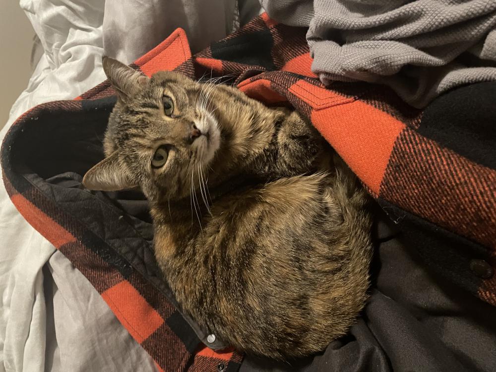 Lost Cat Domestic Short Hair in COLUMBIA, MD Lost My Kitty