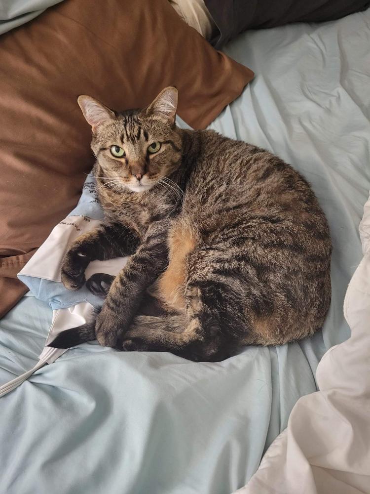 Image of Chanel, Lost Cat