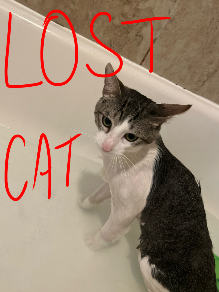 Image of Timothy, Lost Cat