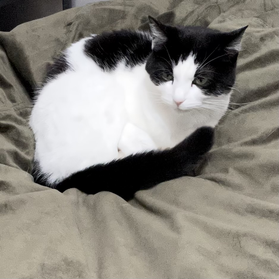American shorthair shop black and white