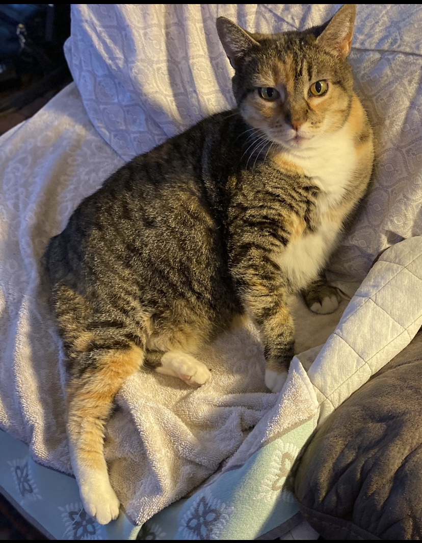 Image of Momma kitty, Lost Cat