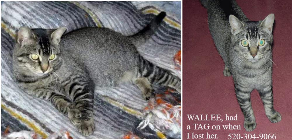 Image of WALLEE, Lost Cat