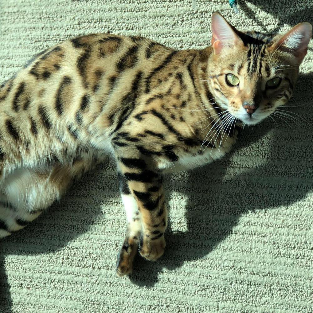 Lost Cat Bengal Cat in DENVER, CO Lost My Kitty