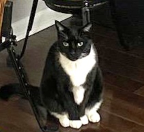 Image of Domino aka DomDom, Lost Cat