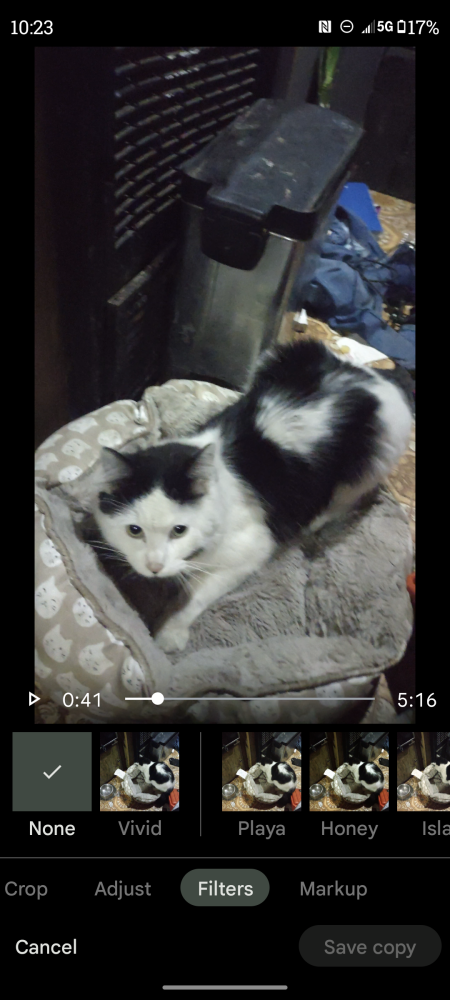 Image of Bobert,kitty, Lost Cat