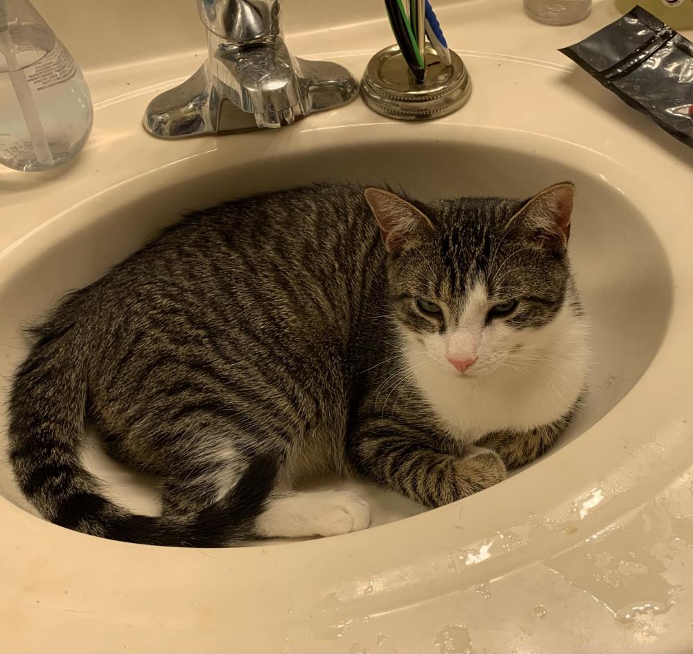 Lost Cat American Shorthair in ELKRIDGE, MD Lost My Kitty