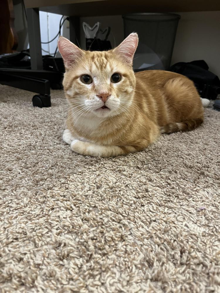 Image of Cheddar, Lost Cat