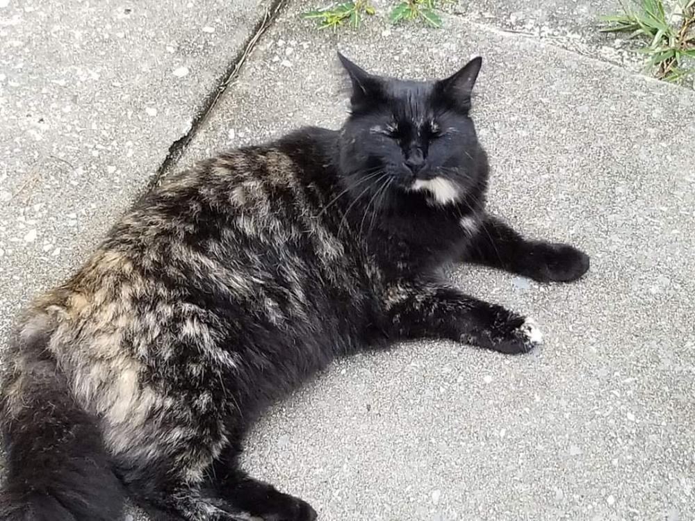 Image of Judy, Lost Cat