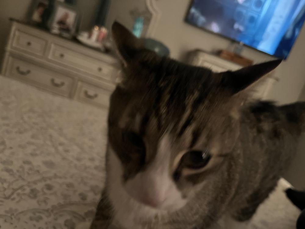 Image of Thomas, Lost Cat