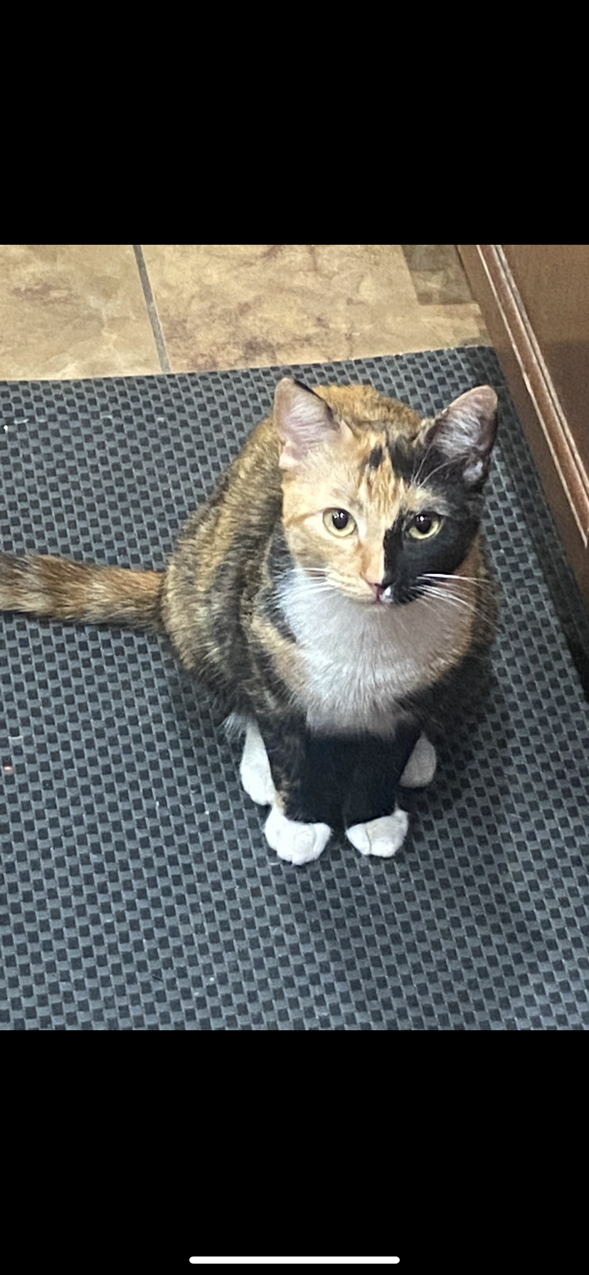 Image of Zilla, Lost Cat