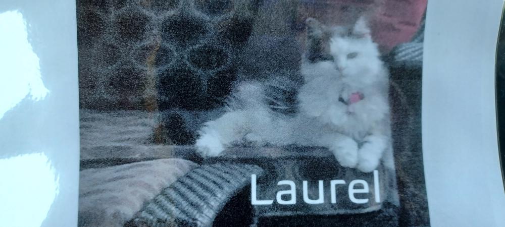 Image of Laurel, Lost Cat