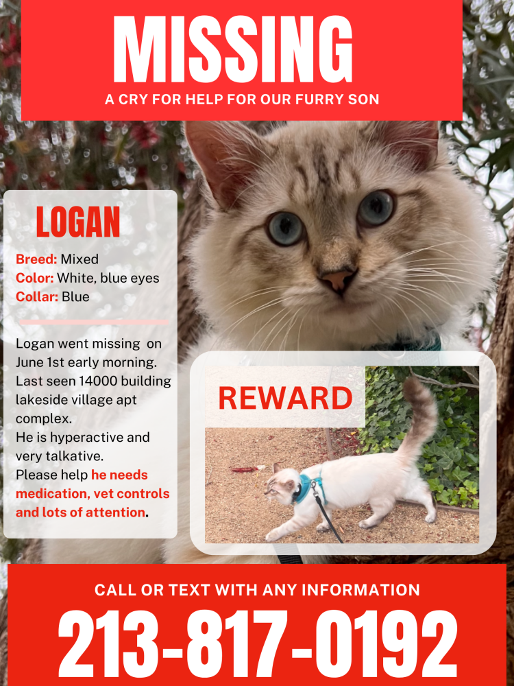 Image of Logan, Lost Cat
