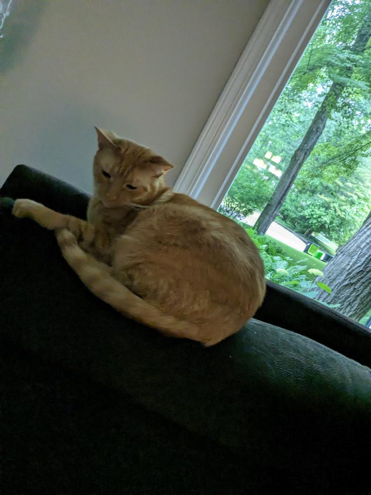 Lost Cat American Shorthair in WEST BLOOMFIELD, MI Lost My Kitty