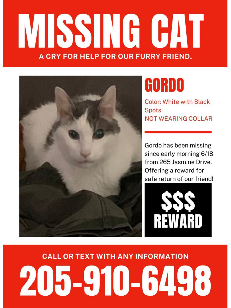 Image of Gordo, Lost Cat