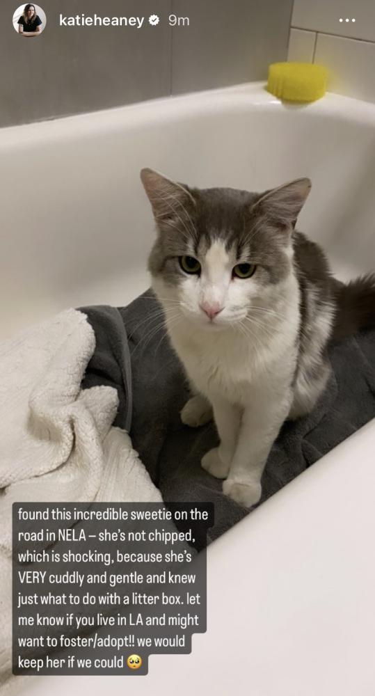 Lost my kitty found sales cat