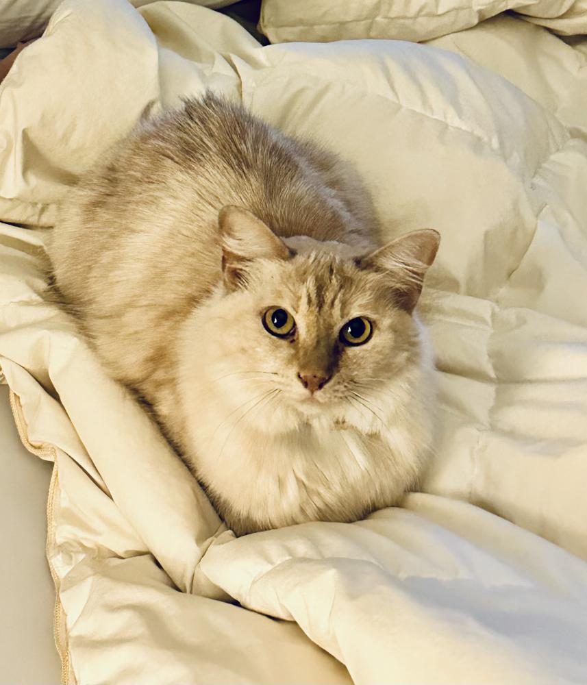 Image of Blanca, Lost Cat