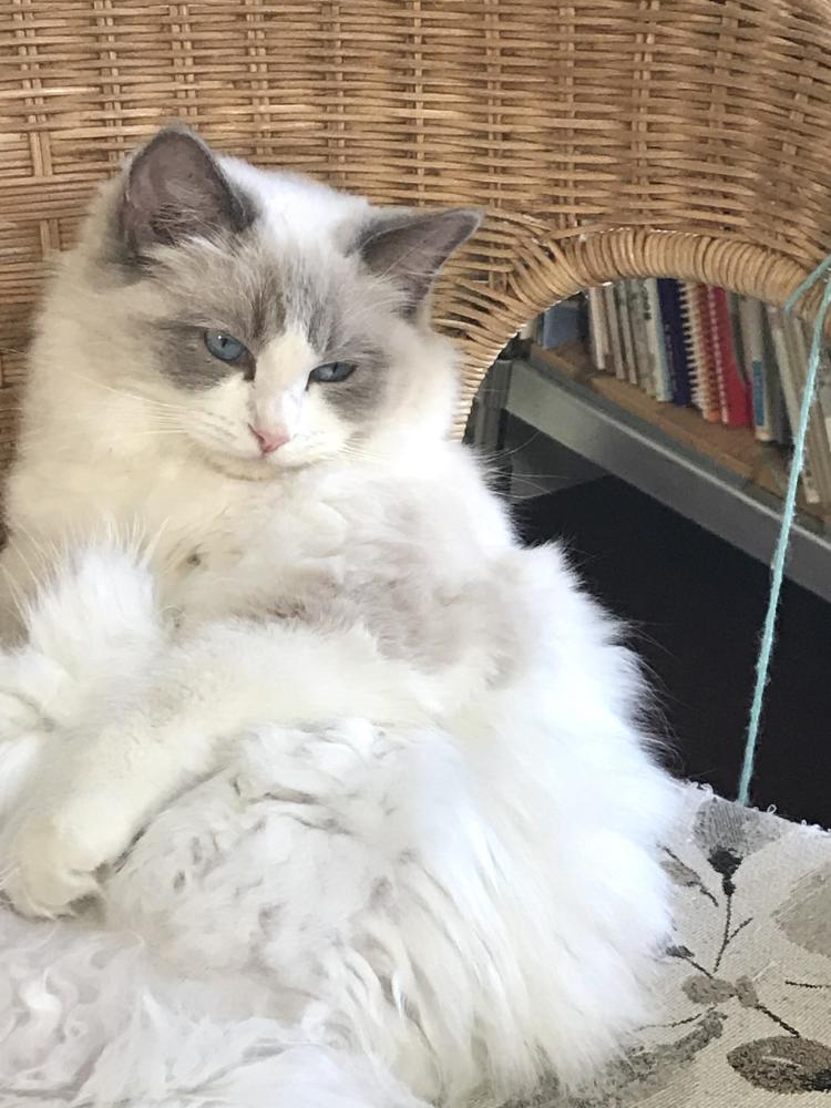 Lost ragdoll hot sale cat