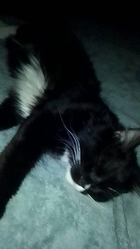 Image of Mr Kitty, Lost Cat