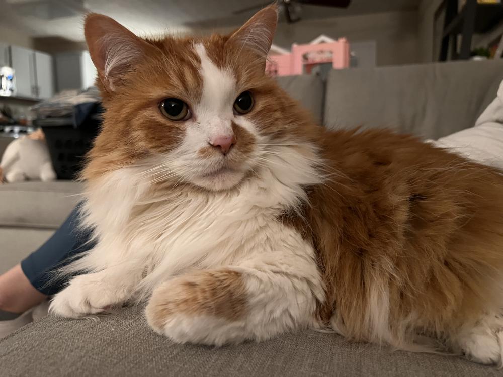 Buy orange and white long haired cat breed Discount Black Friday