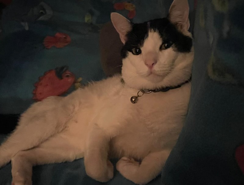 Image of snoopy, Lost Cat