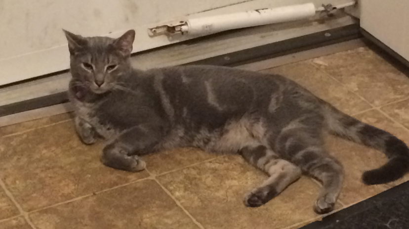 Image of Christian, Lost Cat